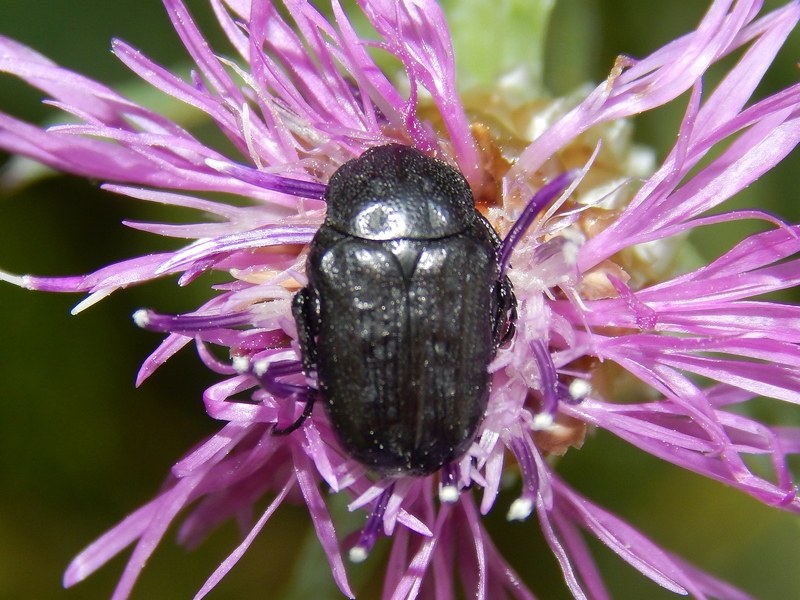 Oxythyrea funesta molto consumata